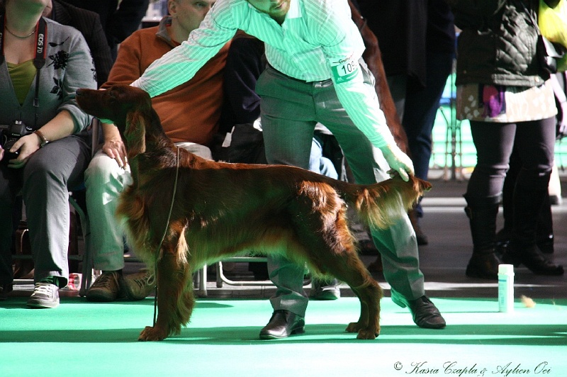 Crufts2011 762.jpg